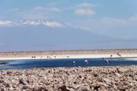 Salar de Atacama