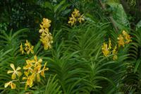 Orchideen Garten