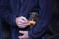 Possum Baby im Bushman Centre