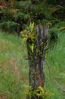 Überalle wächst es