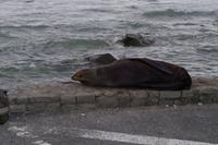 Kaikoura - Die Robben sind hier die Touristen gewöhnt