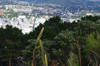Blick auf Wellington