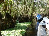 Mangroven-Eukalyptus-Wald