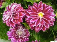 Dahlien die Sommerblume