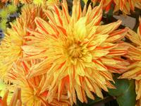 Dahlien die Herbstblume