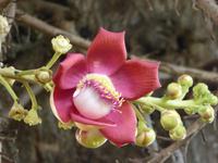 Blüte am Kanonenkugelbaum