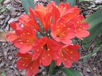 Blumenpracht im Park Güell