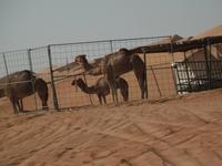 Besuch einer Beduinen-Familie in der Sahara-Sandwüste