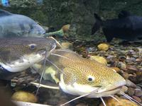 105 Unterwasserzoo in der Dubai Mall