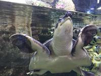 109 Unterwasserzoo in der Dubai Mall