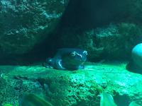 115 Unterwasserzoo in der Dubai Mall