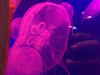 120 Unterwasserzoo in der Dubai Mall