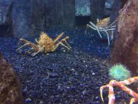 135 Unterwasserzoo in der Dubai Mall