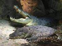 136 Unterwasserzoo in der Dubai Mall