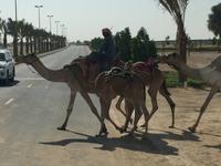 348 Kamelrennstrecke