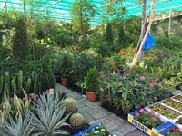 412 Freitagsmarkt im Hajar-Gebirge