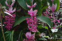 ntergartens von Auckland