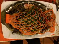 Roter Schnapper im Karottennetz