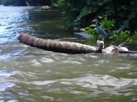 Bootsfahrt auf dem Rio Toa