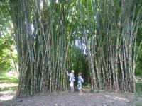 Botanischer Garten