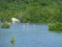 Flamingos