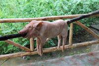 Baracoa - Kakaobauer