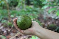 Baracoa - Kakaobauer