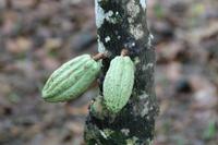 Baracoa - Kakaobauer