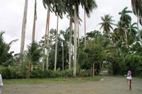 Baracoa - Rio Toa 