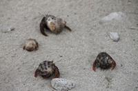 Katamaranausflug - Cayo Blanco