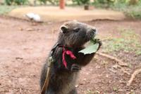kleine Wanderung im Vinales Tal - Baumratte