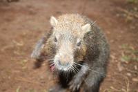 kleine Wanderung im Vinales Tal - Baumratte
