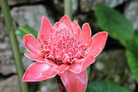 Orchideengarten in Soroa