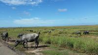 Orinoco-Delta  -  Rundreise Venezuela – Natur und Abenteuer pur