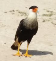 Los Llanos - Rundreise Venezuela – Natur und Abenteuer pur