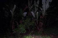 Caripe - Kaffeeplantage - Rundreise Venezuela – Natur und Abenteuer pur