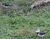 Los Llanos - Rundreise Venezuela – Natur und Abenteuer pur