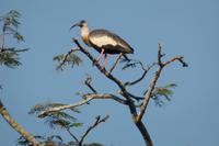 Los Llanos - Rundreise Venezuela – Natur und Abenteuer pur