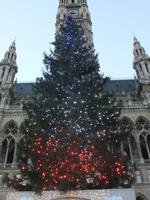 Der große Weihnachtsbaum auf dem Christkindelmarkt