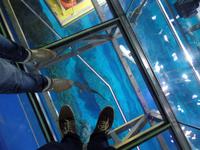 Dubai Mall Zoo