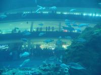 Dubai Mall Aquarium