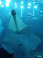 Dubai Mall Aquarium, der lacht doch :)
