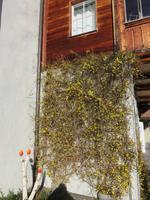 166 Silvester im Berner Oberland - Ortsrundgang in Interlaken - Blühende Sträucher am Neujahrstag