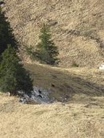 287 Silvester im Berner Oberland - Ausflug nach Grindelwald - auf dem First - Gämsen
