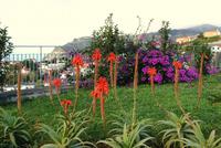 Madeira-Silvester im Atlantik 29.12.-05.01.16