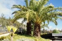 Vorne ein kleiner Drachenbaum