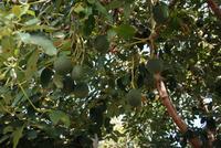 Madeira-Silvester im Atlantik 29.12.15-05.01.16