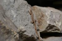 Madeira Krokodil :)