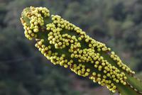 Levada Wanderung mit Fatima