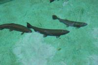 Ribeiro Frio Forellenzucht